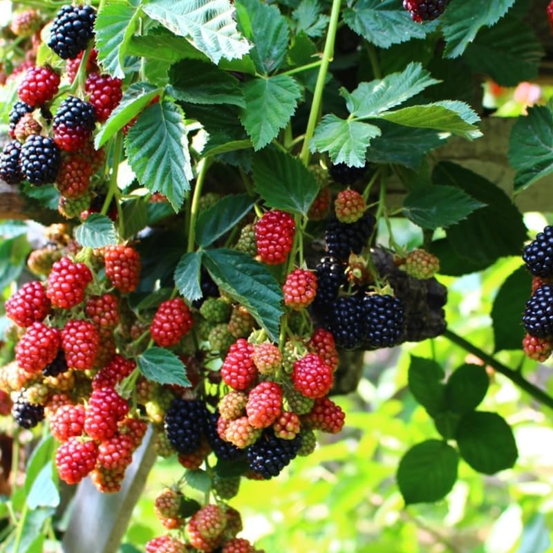2 Osage BlackBerry Live Plants, Thornless Berry Plant, 5-8" Tall - Image 5
