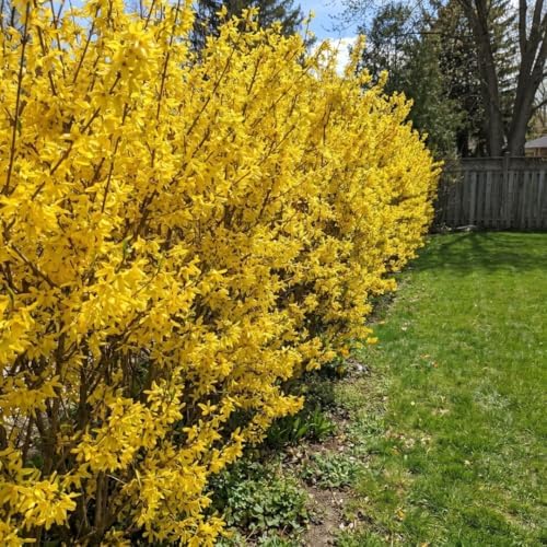 Forsythia Flowering Bush Live Plant in Pot, 6-10" Tall - Image 4
