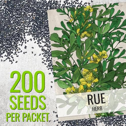 Seed Needs Rue Seeds to Plant an Herb Garden - 1 Pack - Image 3