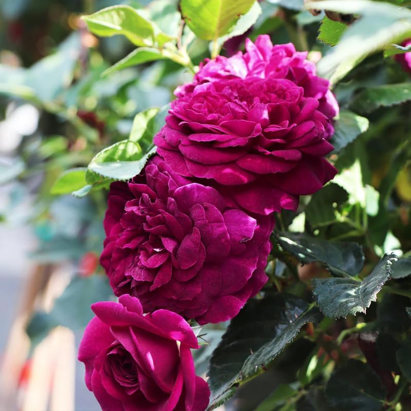 Climbing Rose Plant Live, Reblooming Rose Bush - Image 4