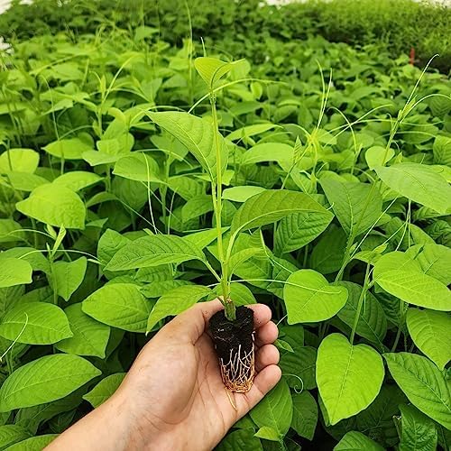 Passion Fruit Giant Granadilla (4 Pack) Live for Sale | Easy to Grow Plants | Edible Fruit Plant for Sustainable Living | Grow Your own Food on Your Edible Organic Garden| Live for Planting| - Image 4