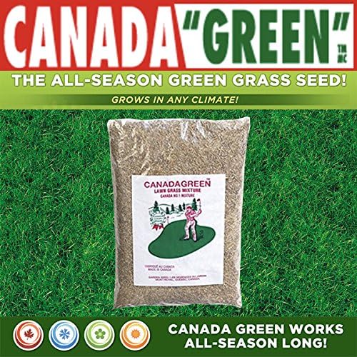 Canada Green Grass Lawn Seed - Grows Healthy Rich Green Grass Lawn Seed Plants Yard Garden 12 Pound Bag - Image 4