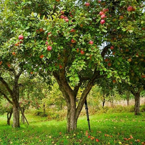 Honey Crisp Live Apple Tree, Red-Yellow Color, 1 gal Nursery Pot - Image 4