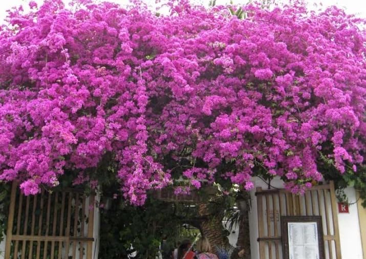Purple Bougainvillea Plants - Live Bougainvillea Glabra Lilac Plants – Pack of 2 – Vibrant Purple Blooms – Hardy Flowering Vine – Ideal for Containers & Trellises – Drought-Tolerant & Low Maintenance - Image 3