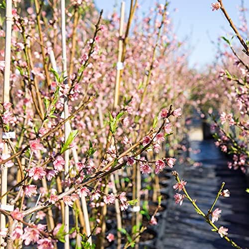 Perfect Plants Flordaking Peach Tree, 4-5 ft, Live Plant - Image 6