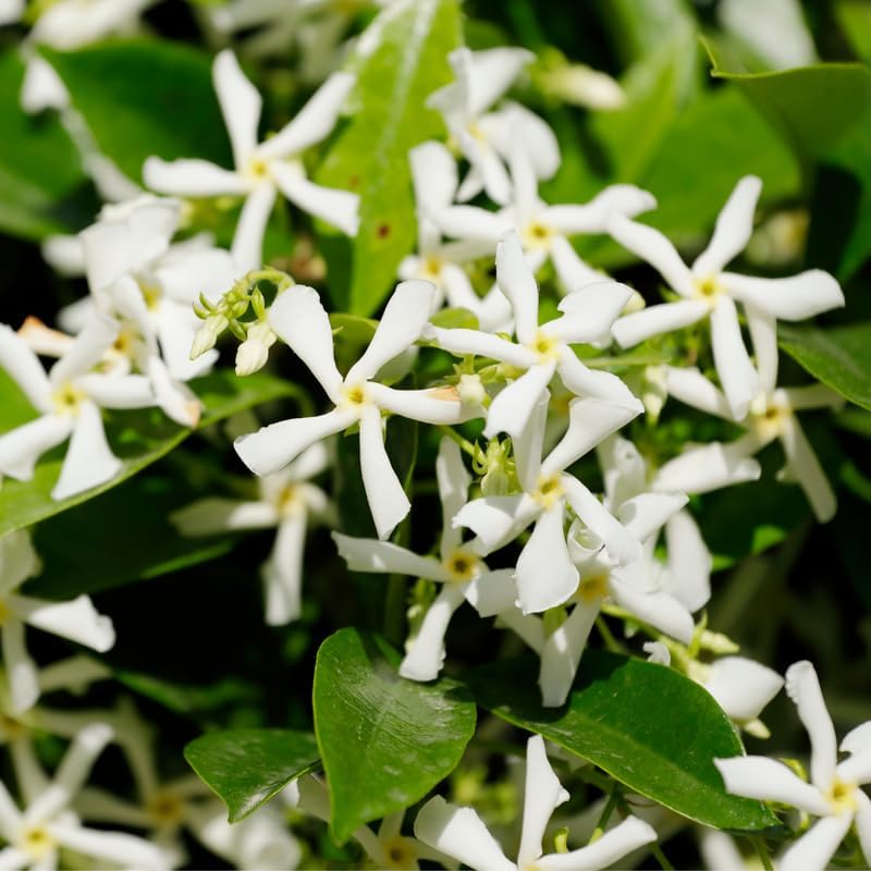 Star Jasmine Flower Live Plant, Jasmine Flower Shrub, 4-6 Inch Tall - Image 3