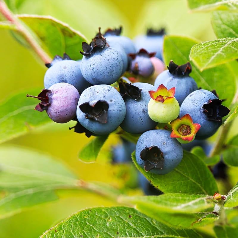 2 Misty Blueberry Plants Live, Sweet Berry Shrub, 5-12" Tall - Image 3