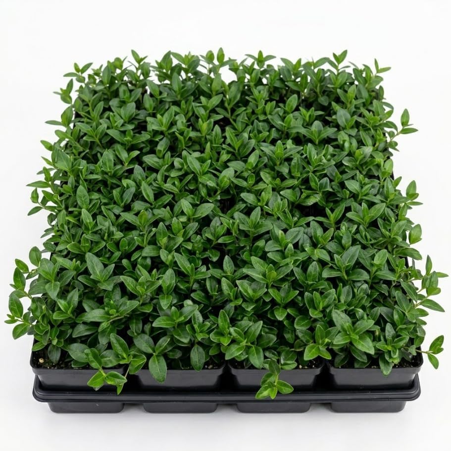 Pack of 2 Blue Vinca Plants for Ground Cover Plants, Creeping Myrtle Periwinkle Vinca Vine Flowering Plant 6-12" Tall 4" Pot - Image 2