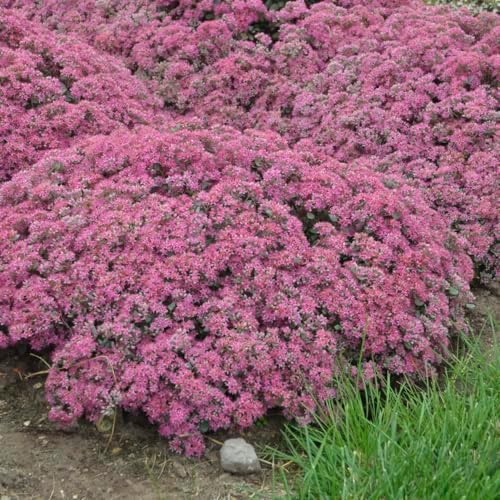 Live Plant from Green Promise Farms - Proven Winners, Sedum Rock 'N Round 'Popstar' Stonecrop, Pink/Purple Flowers - #1 Gallon Size Container by GreenPromiseFarms