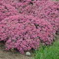 Live Plant from Green Promise Farms - Proven Winners, Sedum Rock 'N Round 'Popstar' Stonecrop, Pink/Purple Flowers - #1 Gallon Size Container by GreenPromiseFarms