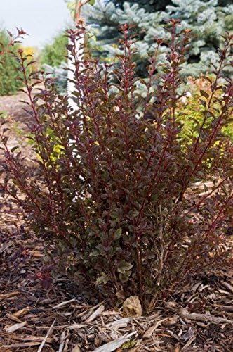 First Editions - Physocarpus op. Little Devil (Ninebark) Shrub, burgundy foliage, #3 - Size Container - Image 3