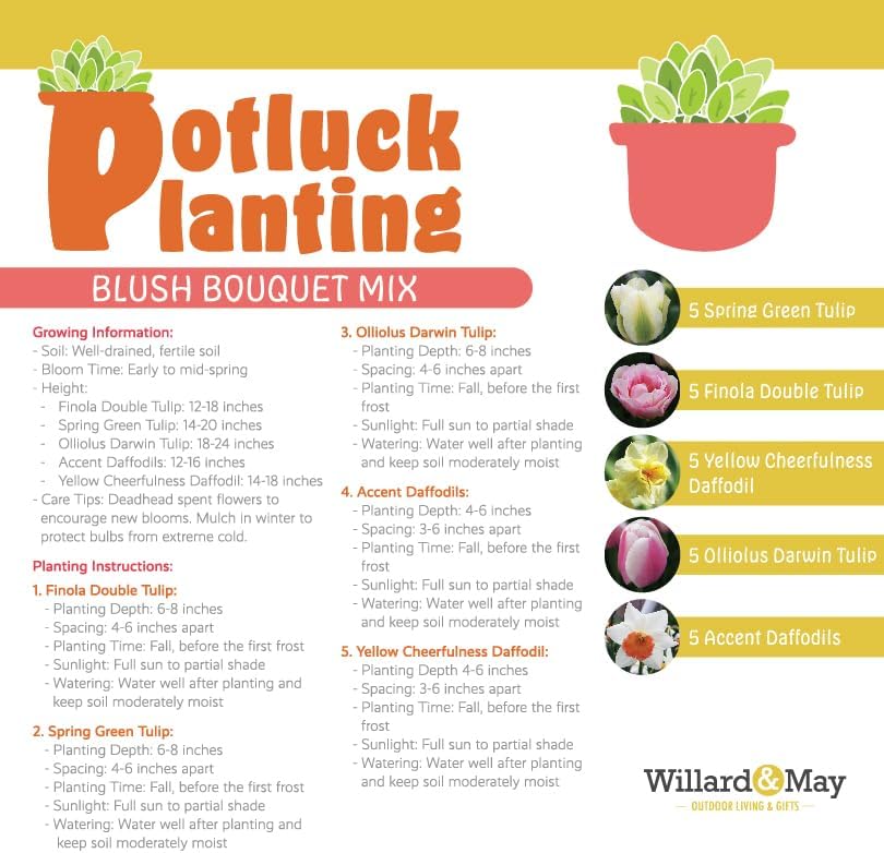 All-in-One Flower Garden Kit - 25 Flower Bulbs Per Box - Potluck Planting Blush Bouquet Mix - Tulip and Daffodil Mix - Fragrant - Naturalizing - Live Outdoor Garden - Easy to Plant Flowers - Image 4