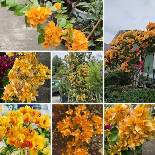 Set 2 Gold Bougainvillea Live Plant 5-7 Inch Tall - Image 5