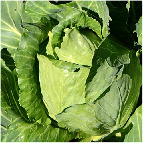 Seed Needs Early Jersey Wakefield Cabbage Seeds to Plant Heirloom 1 Pack - Image 2
