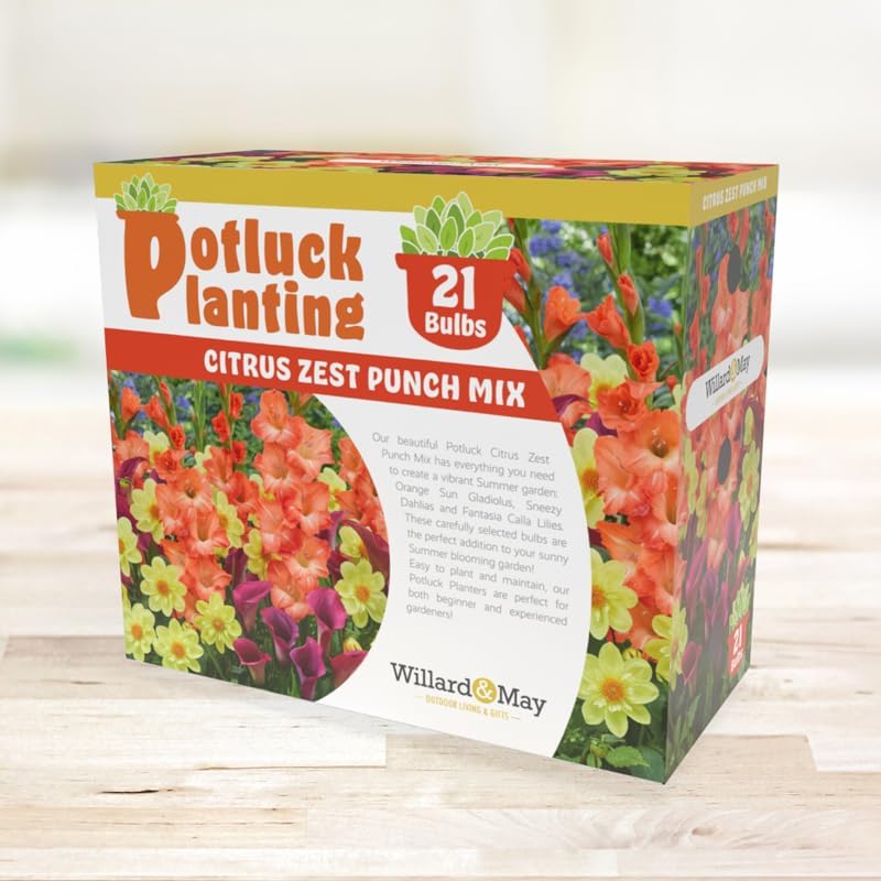 Citrus Zest Punch Flower Bulb Mix - All-in-One Garden Kit - 21 Flower Bulbs per Box - Dahlias, Lilies, Gladiolus - Fragrant - Naturalizing - Easy to Plant Flowers - Live Outdoor Potluck Planting - Image 3