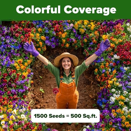 HOME GROWN Pansy Swiss Giants Mix Seeds, 1,500 Seeds, Viola × wittrockiana - Image 6