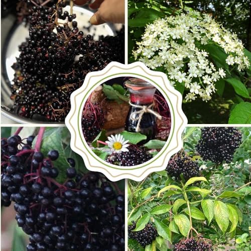 2 Black Elderberry Plants Live, Cold Hardy Berry Bush, 6-12 Inch Tall - Image 2