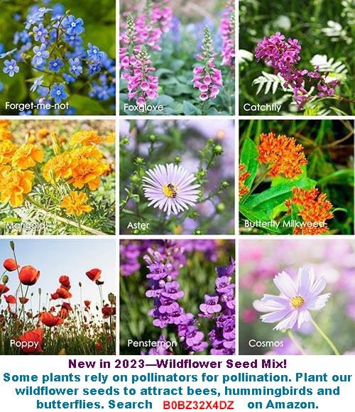 Bean Seeds for Planting Vegetables and Fruits.Pole Beans,Bush Beans,Romano Beans.Non GMO Garden Seeds for Home Vegetable Garden(6g,30+) Yardlong Pole Bean Seeds for Planting,Yard Long Asparagus Bean豇豆 - Image 6