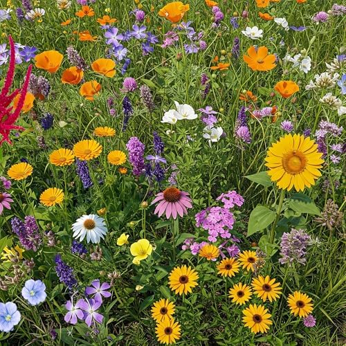 Ferry-Morse Pollinator Lover's Bulk Wildflower Seeds, 200,000+, 1 lb by FerryMorse