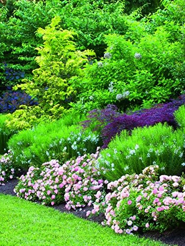 Perfect Plants Peach Drift Rose Live Plant, 3 Gallon, Outdoor Flower Bush - Image 6