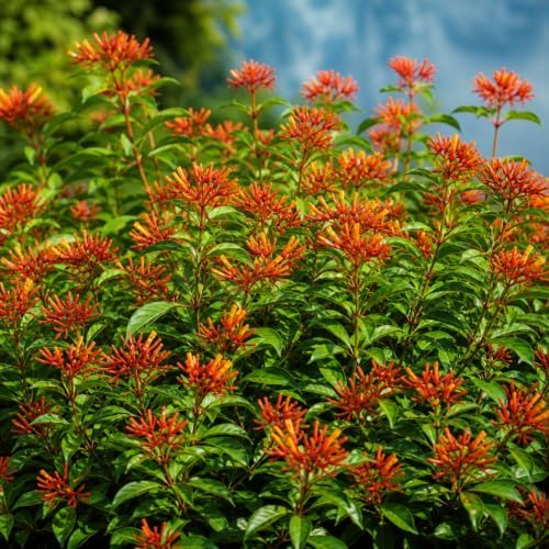Firebush Dwarf I 10 Large 4 Inch Pots I Hamelia Patens Compactal Vibrant Red-Orange Blooms, Low-Maintenance, Heat-Tolerant, Perfect for Small Gardens and Containers by FloridaFoliage