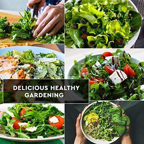 12 Lettuce and Greens Seed Pack - Heirloom and Non GMO, Grown in USA - Indoor or Outdoor Garden - Iceberg, Arugula, Kale, Spinach, Bibb, Butter, Green Oakleaf, Giant Collard, Red Romaine - Image 5