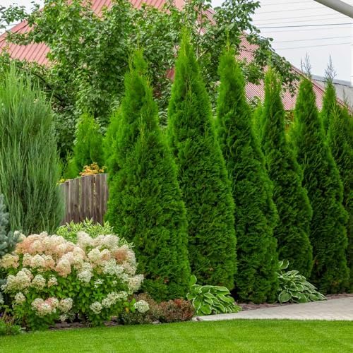 Brighter Blooms - Emerald Green Arborvitae, 4-5 ft. - Image 2