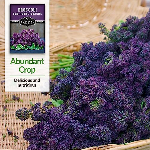 Early Purple Sprouting Broccoli Seeds for Planting (1 Pack) - Image 4