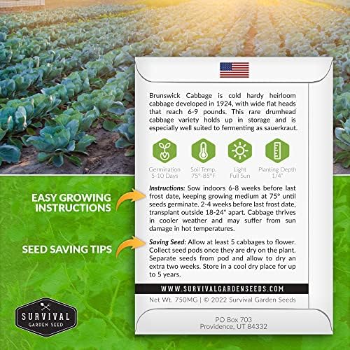Brunswick Cabbage Seeds for Planting – Survival Garden Seeds (1 Pack) - Image 2