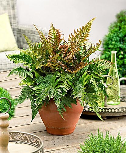 American Plant Exchange Live Autumn Fern – 6-Inch Pot – Hardy Shade-Loving Fern with Copper-Toned New Growth, Easy Care Plant for Outdoor Gardens, Patios, Containers & Woodland Landscapes - Image 2