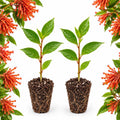 2 Firebush Plant Live by GINGERGLOW