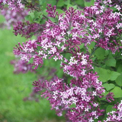 Proven Winners - Syringa x Bloomerang Dark Purple (Reblooming Lilac) Shrub, dark purple flowers, #3 - Size Container - Image 4