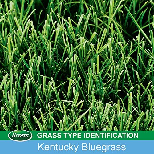 Scotts Turf Builder Grass Seed Kentucky Bluegrass Mix - 7 lb., Use in Full Sun, Light Shade, Fine Bladed Texture, and Medium Drought Resistance, Seeds up to 4,660 sq. ft. - Image 3