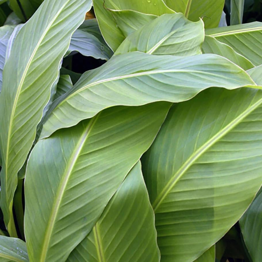 Basjoo Banana Tree Live Plant Cold Hardy Banana Plant Flowering Bananas Shurb Hardy Bananas Ornamental Plants 4-7 Inch Tall - Image 4