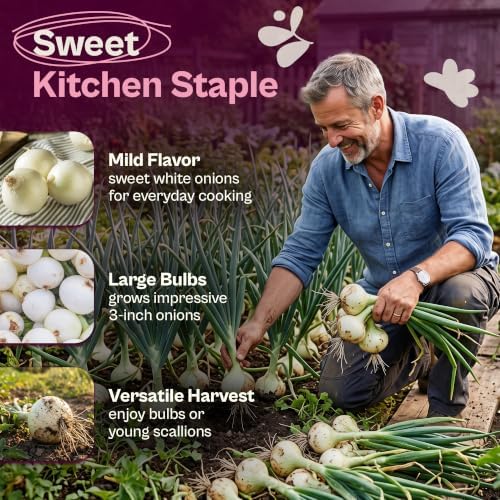 SVI 650 White Sweet Spanish Onion Heirloom Vegetable Seeds Allium cepa - Image 3