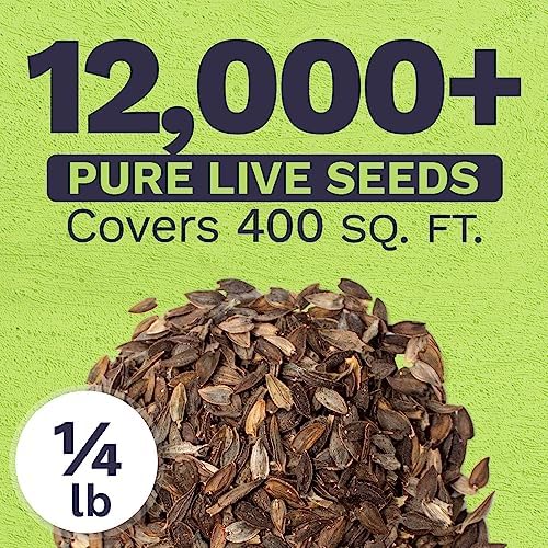 Bulk Zinnia Seeds - California Giants Mix - Bulk 1/4 Pound Bag Over 12,000 Flower Seeds - Mixed Colors and Large Blooms (Pack of 3) - Image 3