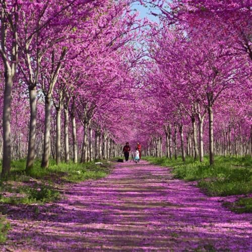 2 Redbud Tree Live Plant, 6-10 Inch Tall in Quart Pot | Eastern Redbud Live Trees with Beautiful Spring Pink Blossoms | Hardy Native for Landscapes - Image 5
