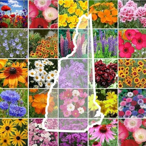 Eden Brothers New Hampshire Wildflower Mixed Seeds for Planting, 1/4 lb by EdenBrothers