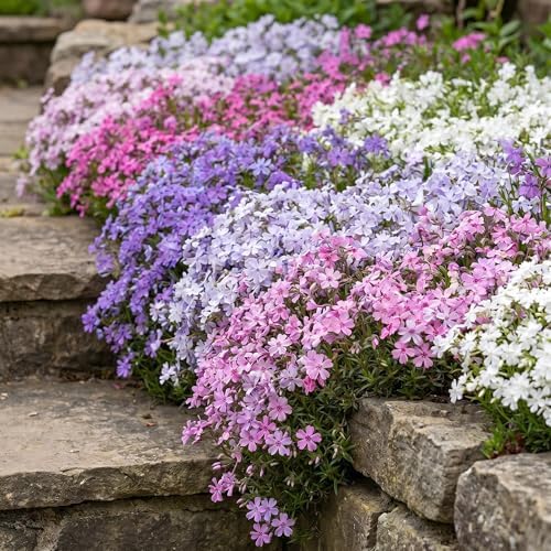 3 Mix-Colored Creeping Phlox Plants, Perennial Ground Cover 4-6 Inches - Image 2