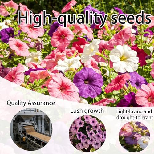 Petunia Seeds for Planting Outdoor, 10000 Heirloom Heritage Variety Seeds - Image 2