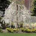 Weeping Cherry Blossom Tree, 8-12" Tall Cherry Blossom Live in Pot by UIOTER
