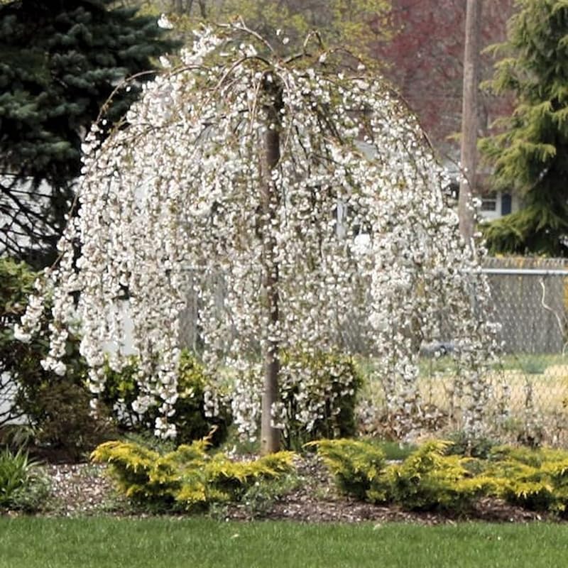 Weeping Cherry Blossom Tree, 8-12" Tall Cherry Blossom Live in Pot by UIOTER