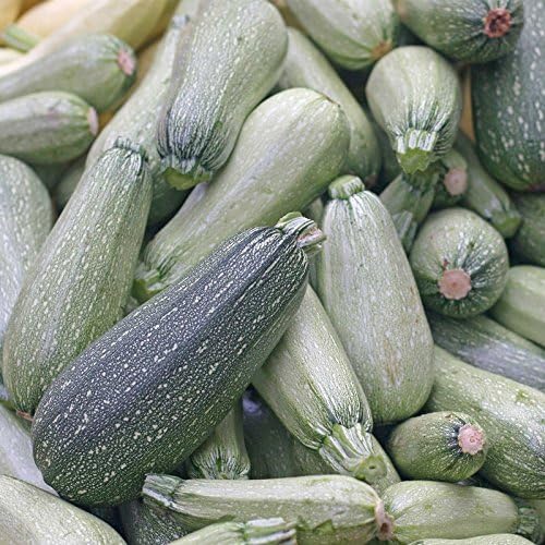 Mountain Valley Seed Co Grey Zucchini Summer Squash Garden Seeds 1 Oz by MountainValleySeedCompany