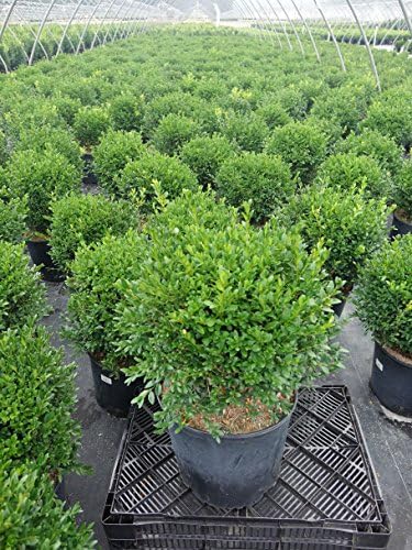 Buxus micro. jap. 'Green Gem' (Boxwood) Evergreen, #3 - Size Container - Image 2