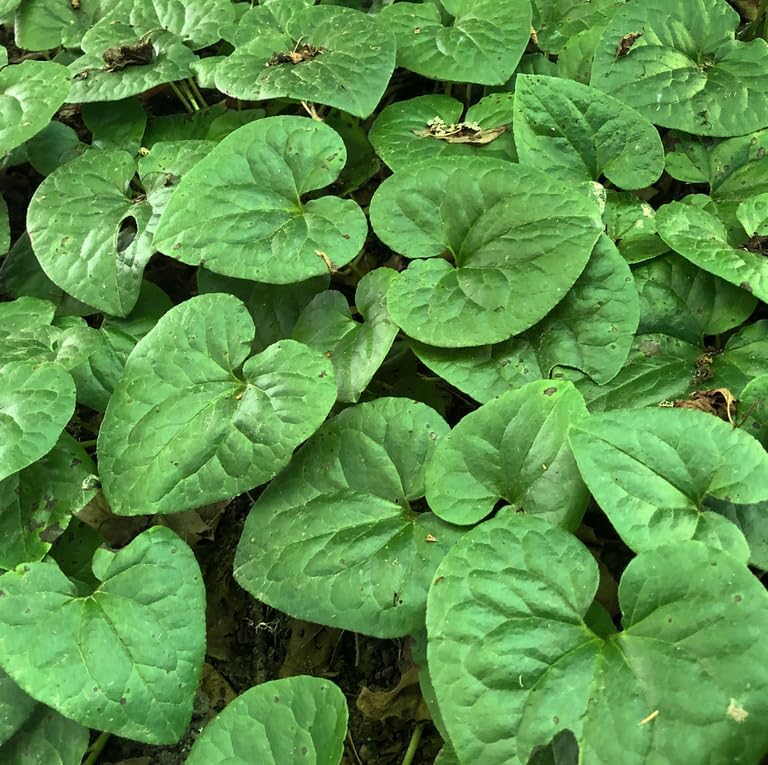 10 Wild Ginger Roots - Canadian Ginger Live Plants by Unknown