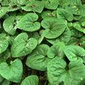 20 Wild Ginger Roots - Canadian Ginger Live Plants by Unknown