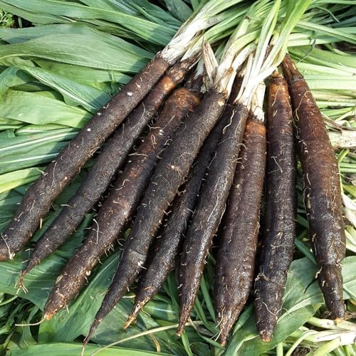 Seeds Oyster Plant Black Root - Salsify Scorzonera - Heirloom Vegetable - GMO Free - Image 4