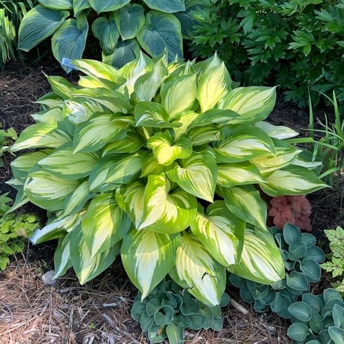 250+ USA Premium Seeds Rare Perennial Hosta Flower Seed for Planting Outdoors Garden Home Beauties - Image 2