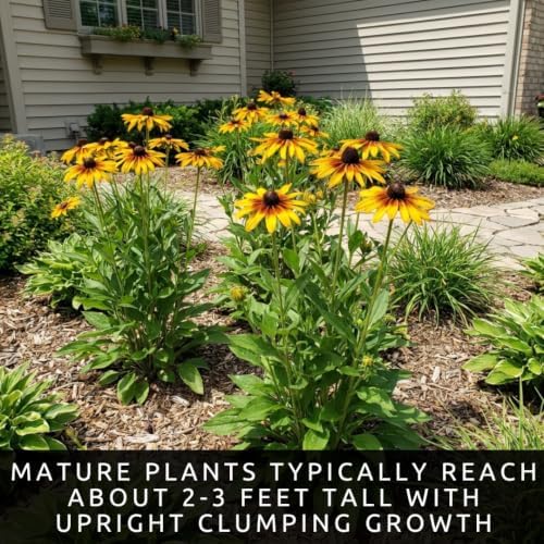3 Black-Eyed Susan Live Plants, Rudbeckia Yellow Perennial Flower Starters - Image 4