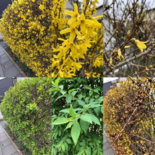 Forsythia Flowering Bush Live Plant in Pot, 6-10" Tall - Image 7